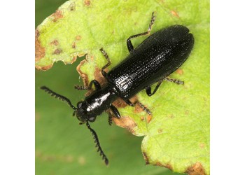 Holz-Buntkäfer (Tillus elongatus) - © Erwin Holzer